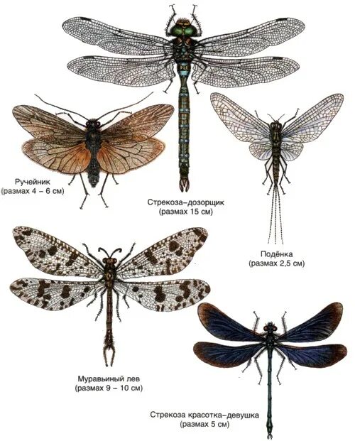 Стрекозы названия. Отряд Стрекозы представители. Виды стрекоз названия. Представитель Отрада Стрекоза.
