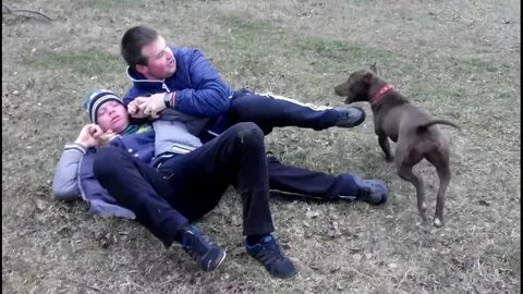Собака нападает на ребенка видео