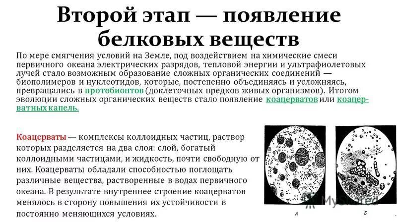 Коацерваты обладали свойствами живого потому что. Коацерватная гипотеза. Образование биологических полимеров и коацерватов. Образование биологических полимеров и коацерватов суть. Появление коацерватов.