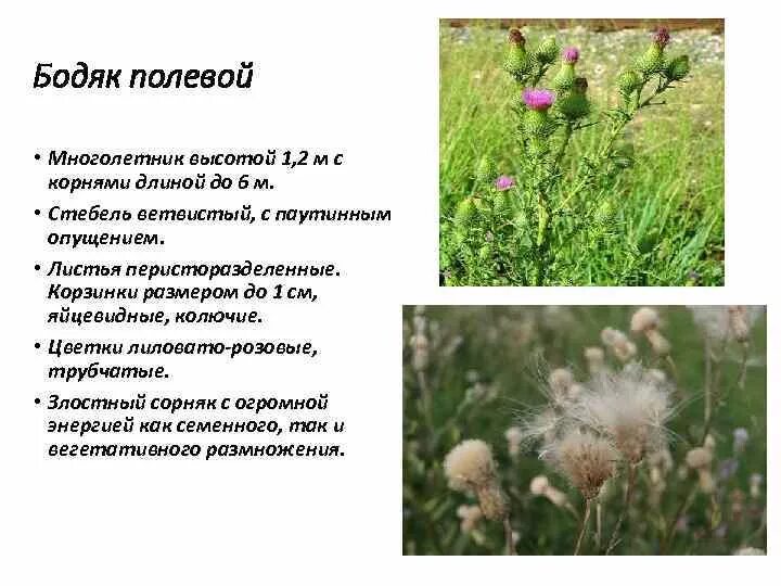Бодяк польза. Бодяк польза