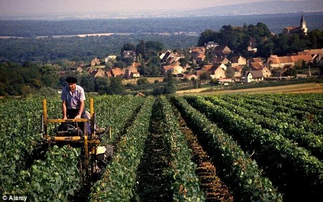 Француз основной. Шардоне виноградник Франция. Сельское хозяйство Франции. Сбор винограда во Франции. Растениеводство Франции.