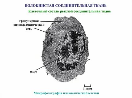 Клетка в составе тканей