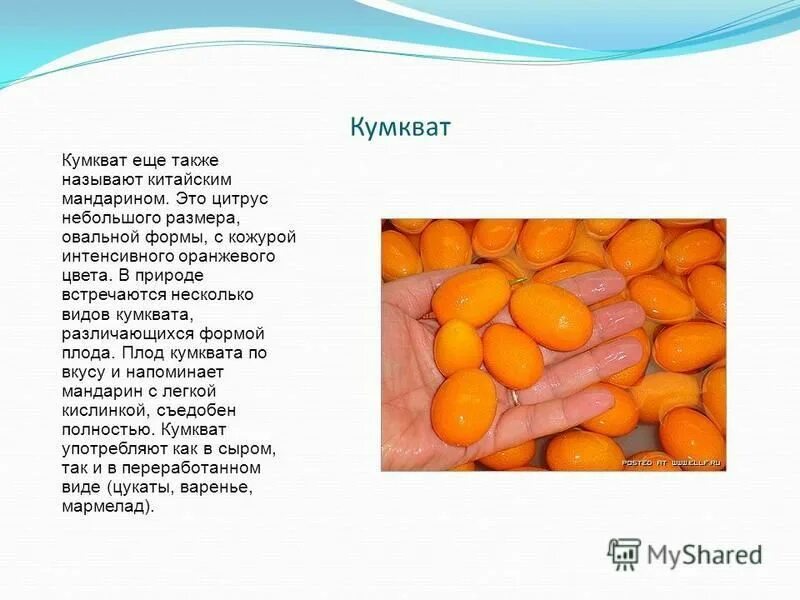 Кумкват как есть с кожурой или. Кумкват. цитрусовый фрукт кумкват. китайский мандарин кумкват. маленькие цитрусовые плоды кумкват.