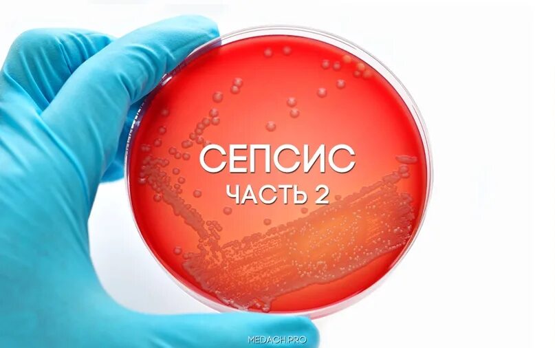 При сепсисе бактерии