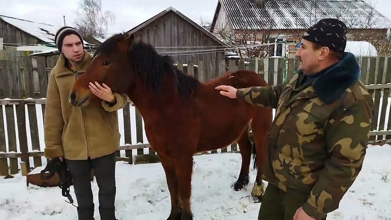 Лошадь ест капусту. Лошади ютуб. Включи видео про лошадей. Ютуб лошадях. Лошадь жует.