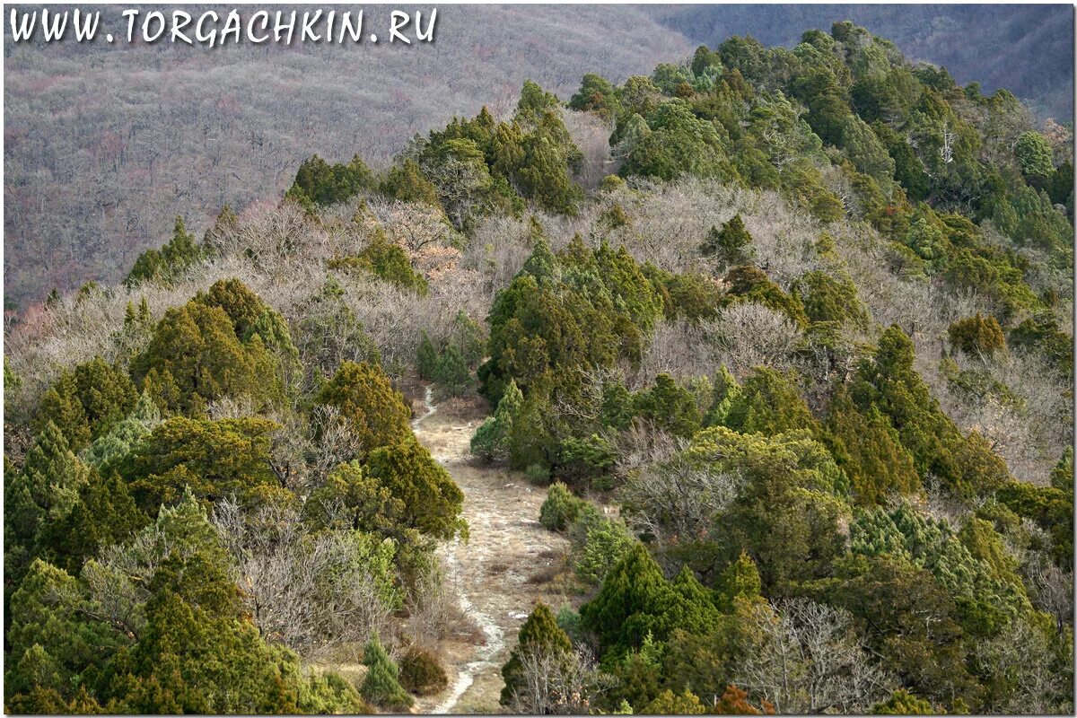 шесхарисское можжевёловое редколесье новороссийск. шесхарисское можжевёловое редколесье новороссийск. шесхарисское можжевёловое. шесхарисское можжевеловое редколесье. шесхарисское можжевёловое редколесье.