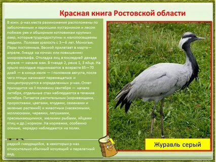 Ростовская область птицы доклад