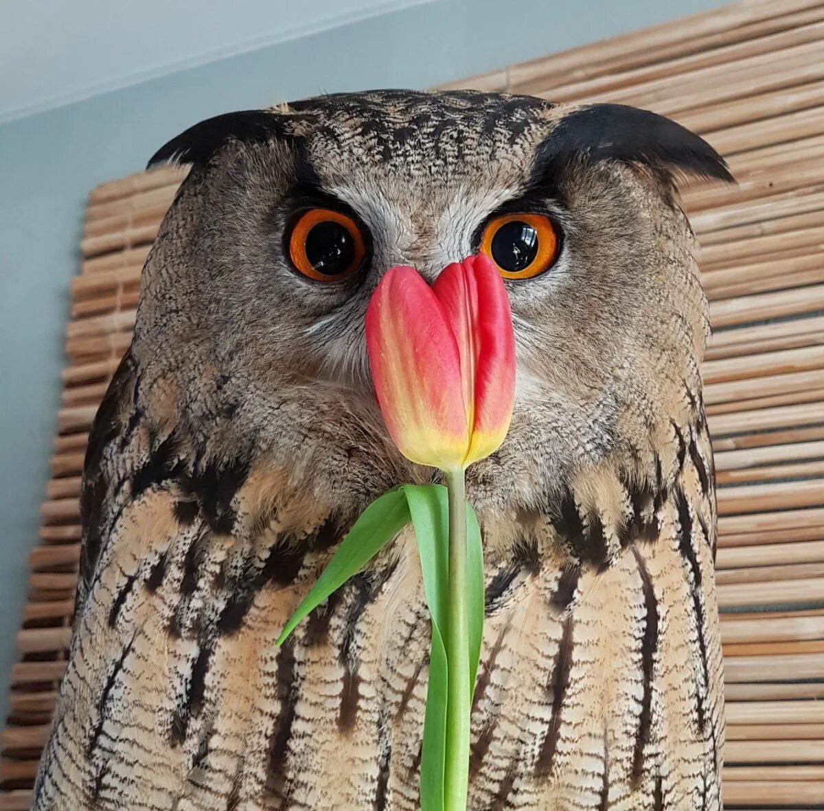 Ёль филин. Филин ёль yoll. Сова филин yoll. Сова yoll. Сова с тюльпанами.