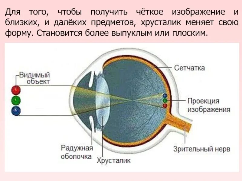 Орган зрения 4 класс окружающий мир. Хрусталик четкое изображение. Проекция изображения на сетчатку глаза. Зрение -4. Место в сетчатке напротив зрачка