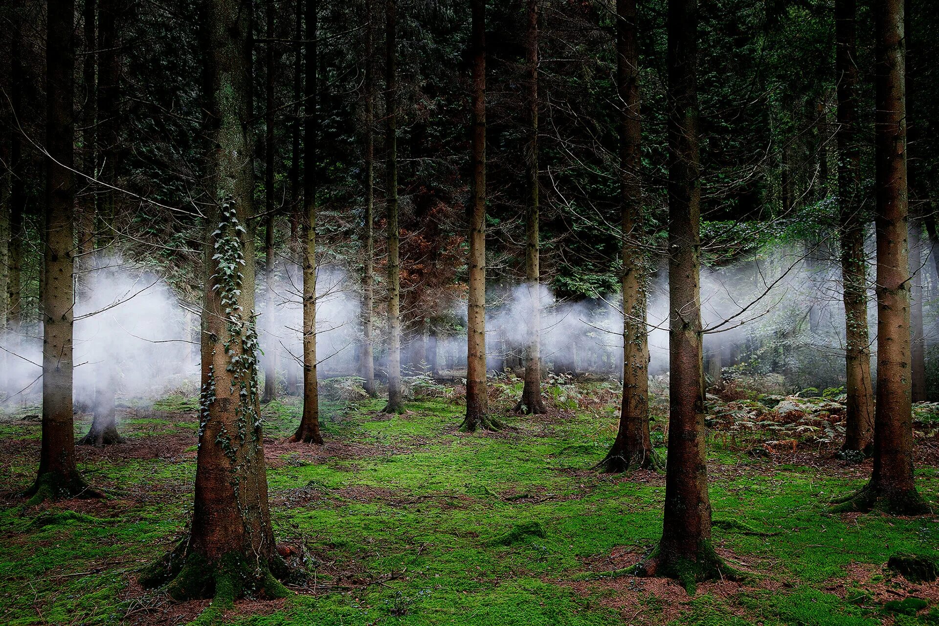 Суаньский лес Бельгия. Вистманский лес Англия. Лесной пейзаж. Загадочный лес. Тайга невероятное