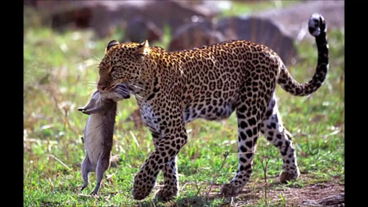 Дикая среда обитания животных. Среда обитания леопарда. Ягуар среда обитания. Ягуар в естественной среде. Леопард в естественной среде.