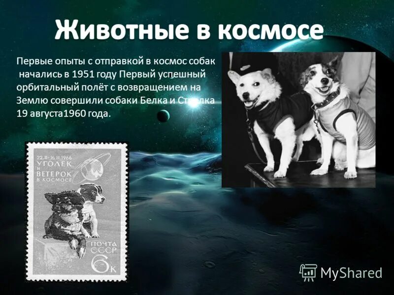 Какие собаки были в космосе первыми. Первые животные в космосе. Первый полёт собаки в космос. Презентация на тему собаки в космосе. Первые животные в космосе презентация.