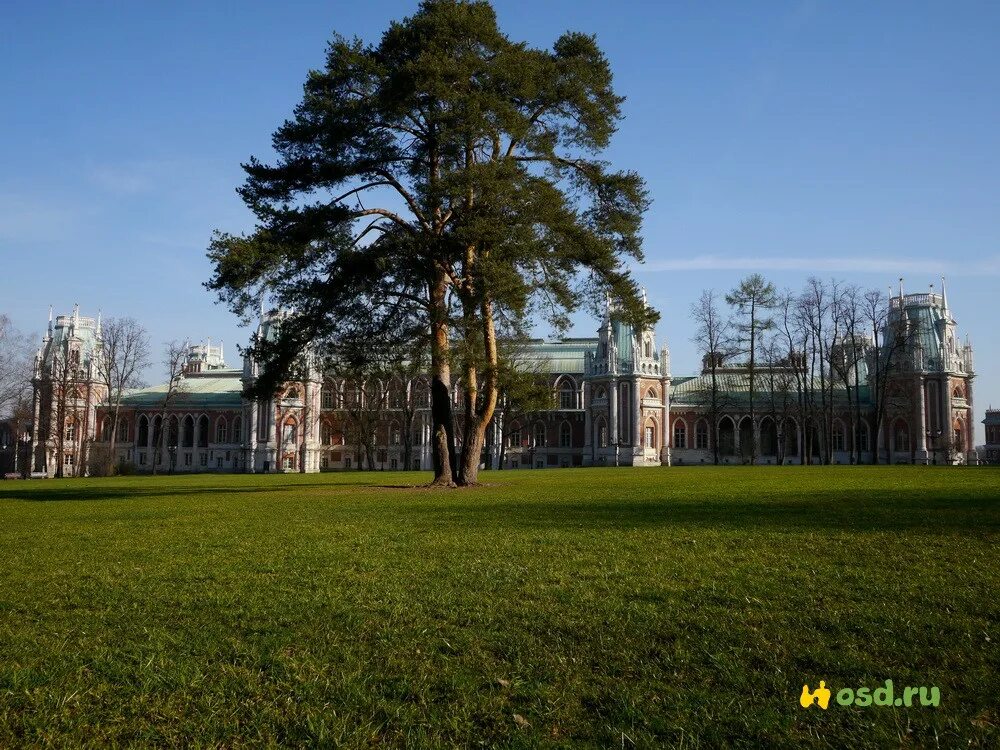 Сосенки царицыно. Парк Сосенки в Царицыно. Царицыно Поляна. Царицыно сосна. Поляна и сосна в Царицыно.