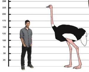 Острич друзья жж. Высота страуса. Страус размер. Страус размер с человеком. Размер шеи страуса.