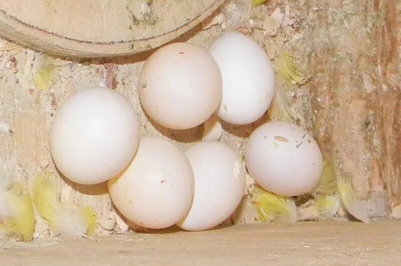 Оплодотворенные яйца волнистых попугаев. Яйца попугая. Кудрявое яйцо. Кладка яиц попугаев. Яйцо попугая купить