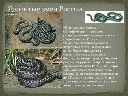 Класс гадюки обыкновенной