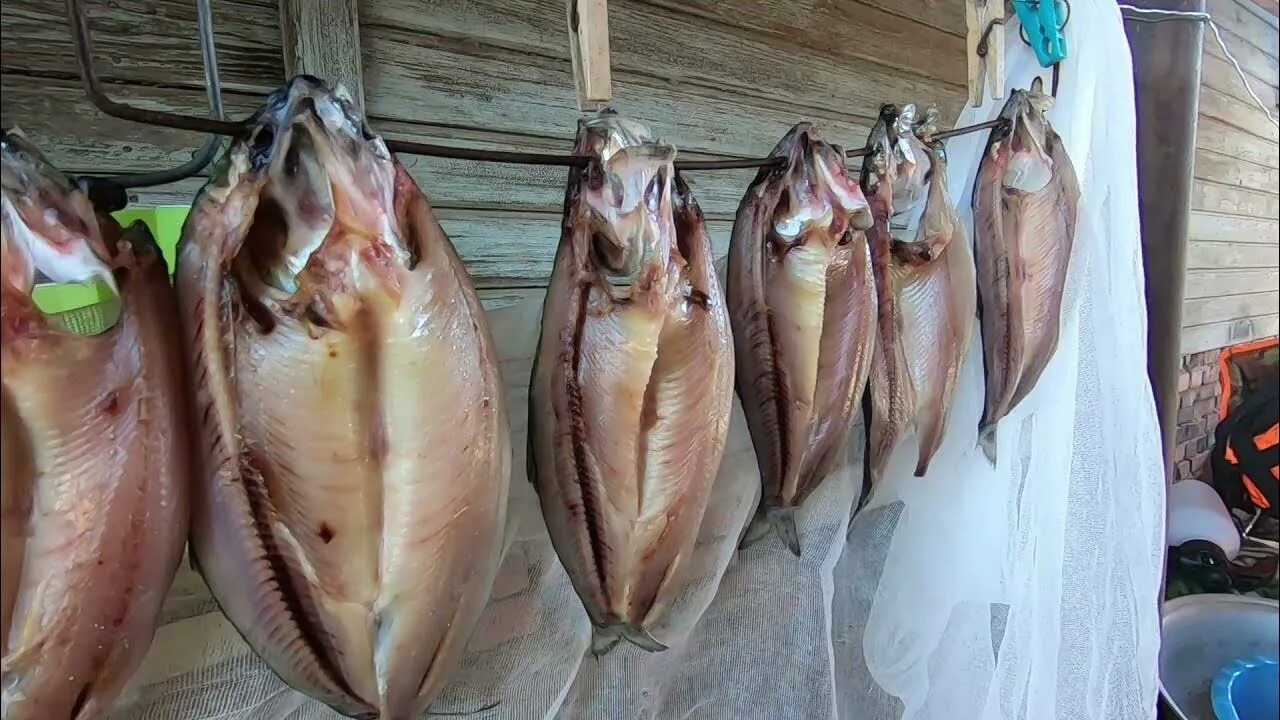 Балык из селедки. Каспийская сельдь балык. селедка каспийская балык. астраханская сельдь. каспийская селедка посол.