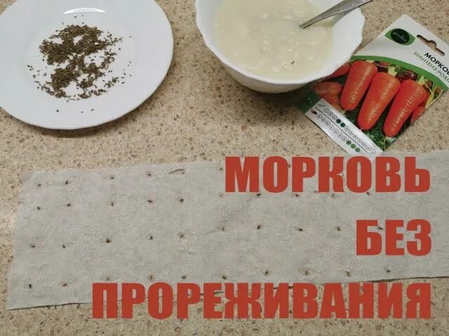 Семена моркови на туалетной бумаге. Наклеить семена моркови на туалетную бумагу для посадки. Посадка моркови на туалетной бумаге. Клейстер для семян моркови на туалетную бумагу. Как клеить морковь на туалетную бумагу