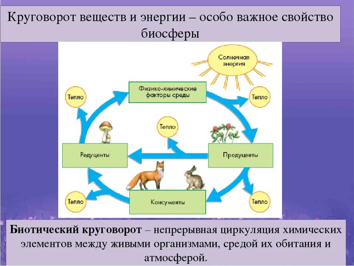 Дополни цепочку биологического круговорота. Схема биологического круговорота веществ. Схема биологического круговорота веществ и превращения энергии. Круговорот веществ и энергии в биосфере схема. Схема биологического круговорота веществ и потока энергии.