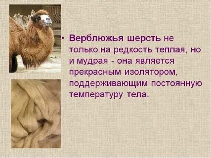 Польза верблюжьей шерсти
