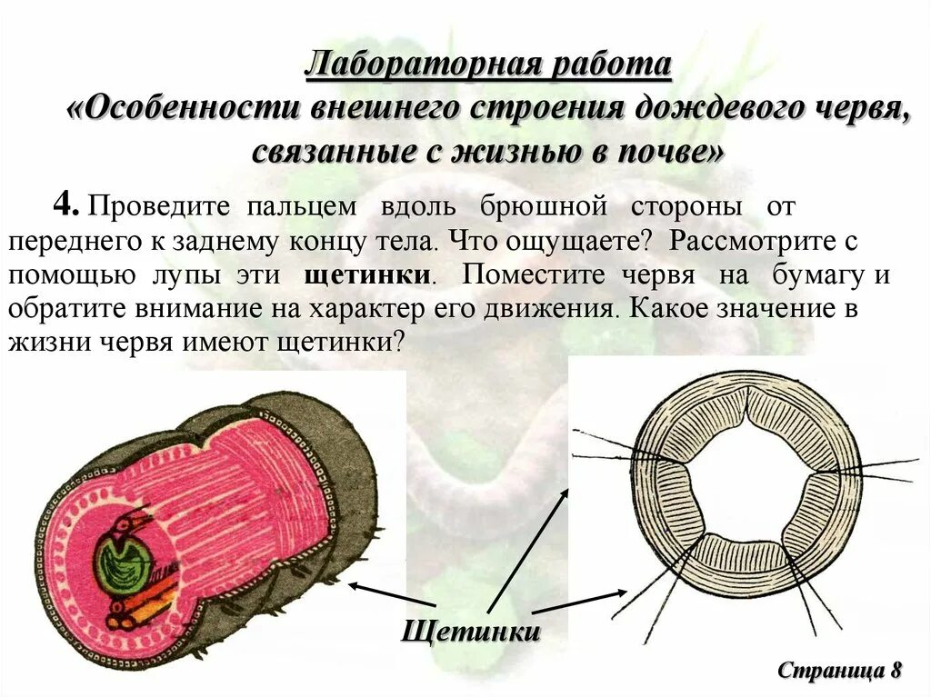 Практическая работа исследование строения дождевого червя. Лабораторная работа особенности внешнего строения дождевого червя. лабораторная работа по биологии черви. лабораторная работа исследование внешнего строения дождевого червя. лабораторная 7 класс биология внешнее строение дождевого червя.