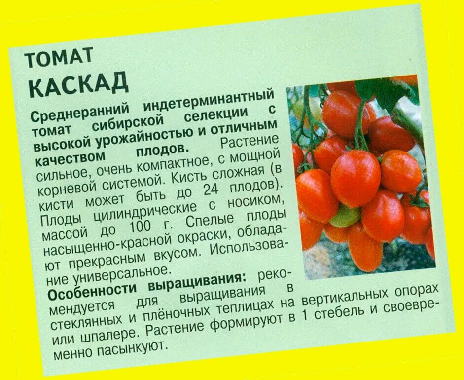 Томат каскад характеристика и описание