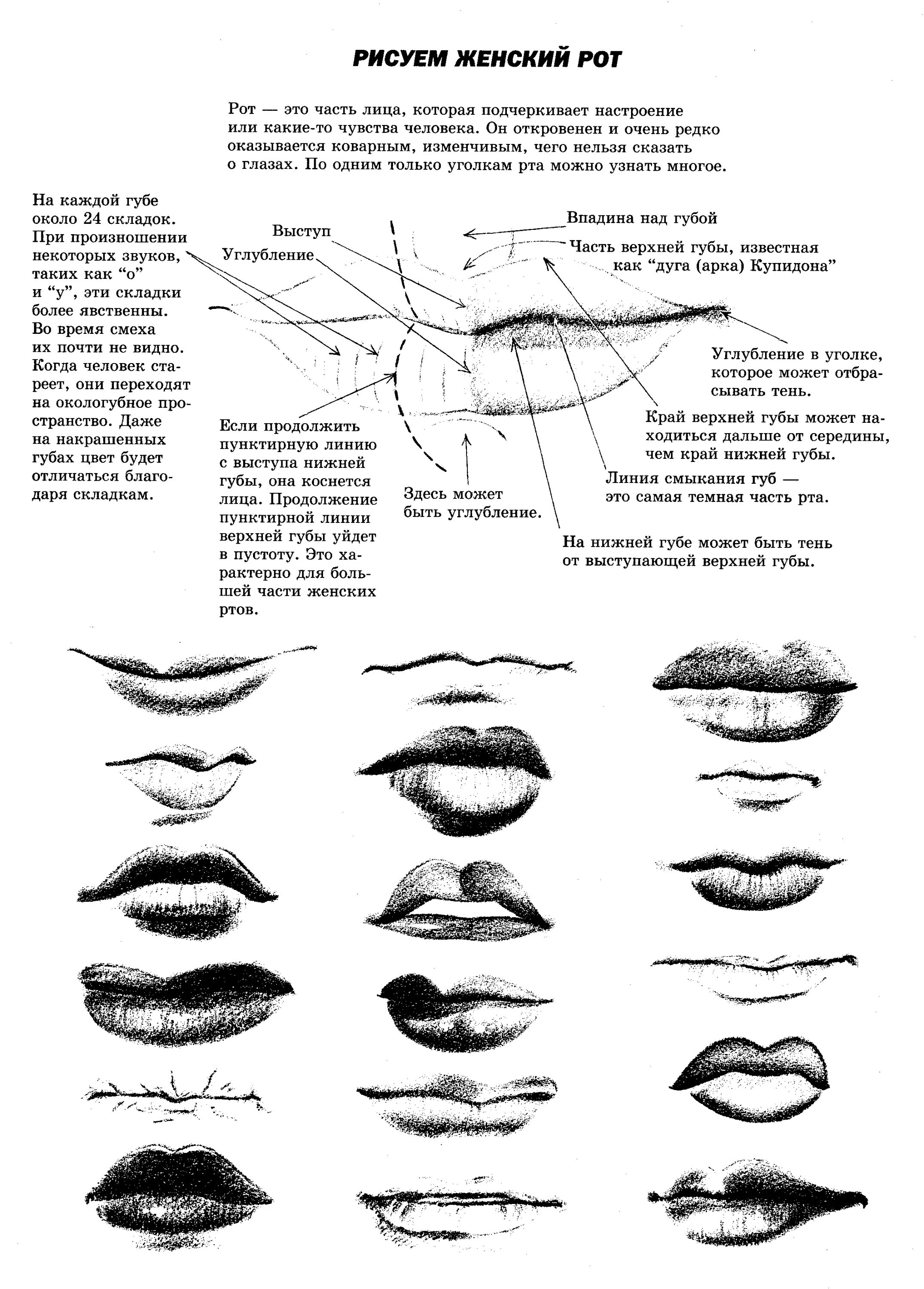 Части губ рта. Строение губ человека анатомия. Формы губ. Схема рисования губ. Губы рисунок.