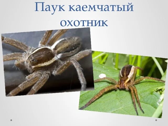 Какой тип характерен для паука охотника каемчатого
