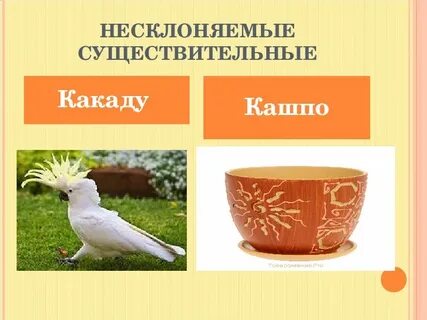 Какаду имя существительное