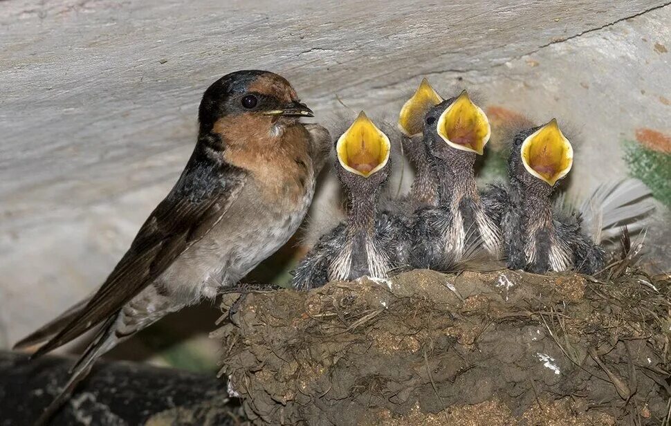 Цыплята во сне для женщины. Птенцы во сне к чему снятся женщине. Приснились ласточки птенцы и гнезда. Птенцы во сне к чему снятся женщине. Птенцы во сне к чему снятся женщине.
