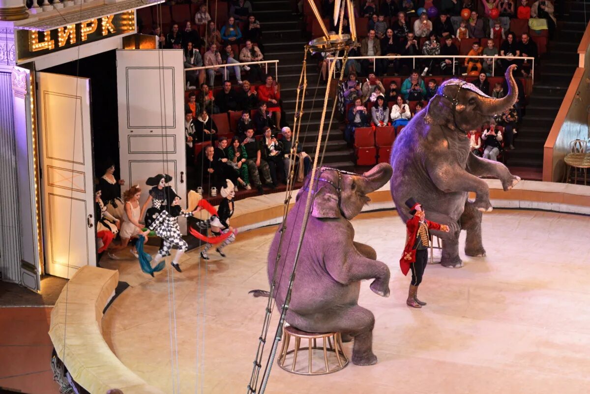 Шоу слонов андрея дементьева-корнилова «девочка и слон». Девочка и слон цирк. Девочка и слон цирковое шоу. Курский цирк девочка и слон. Девочка и слон цирк воронеж отзывы.