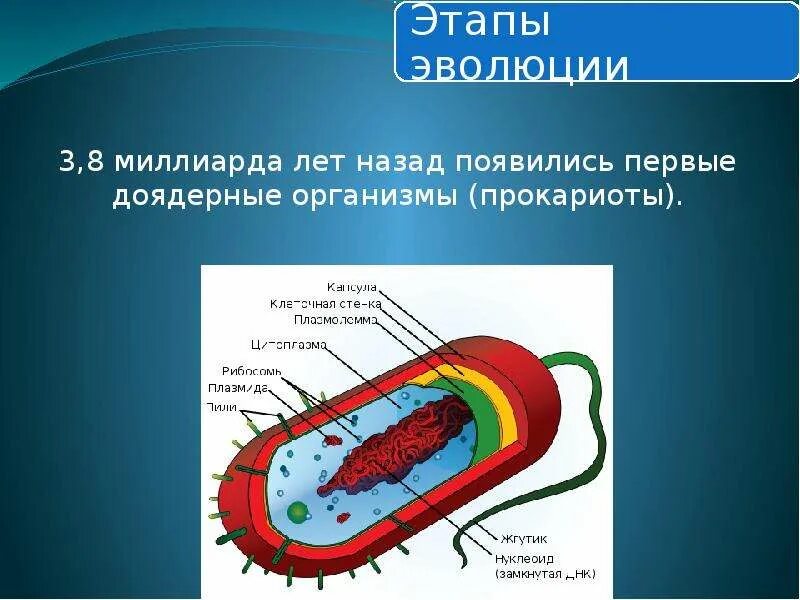 Биология 7 класс бактерии доядерные организмы. Доядерные организмы. Доядерные прокариоты. Доядерные бактерии. Презентация бактерии и доядерные организмы.