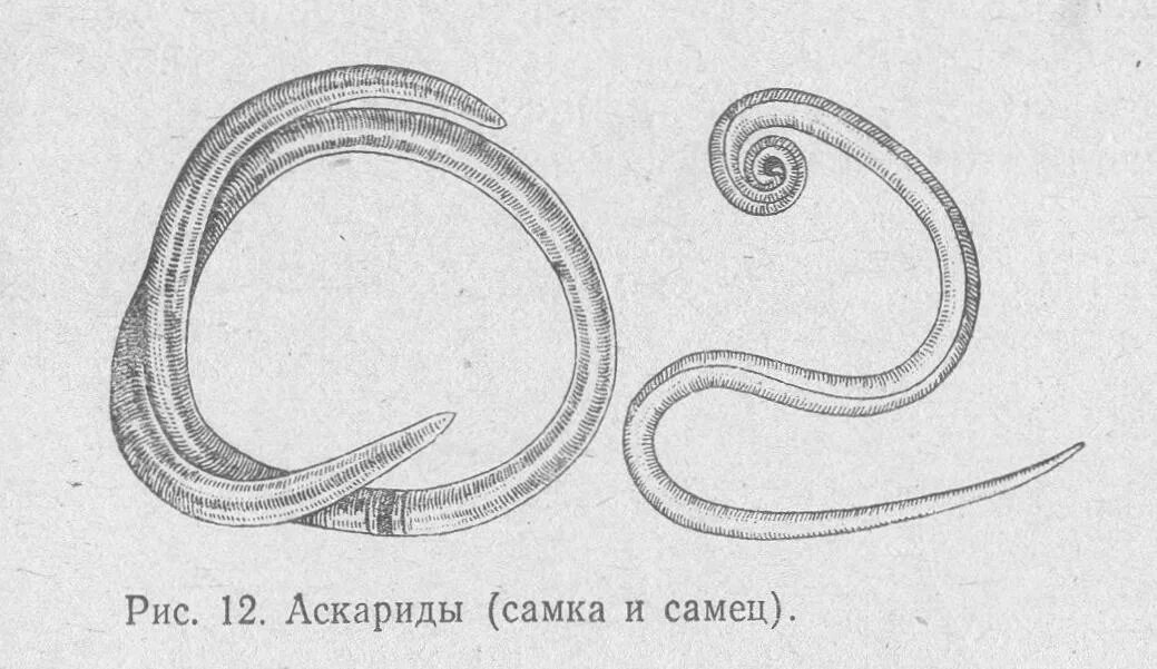 Человеческая аскарида круглый червь. Аскаридоз свиней возбудитель. Аскаридоз свиней строение. Аскаридоз свиней нематода.