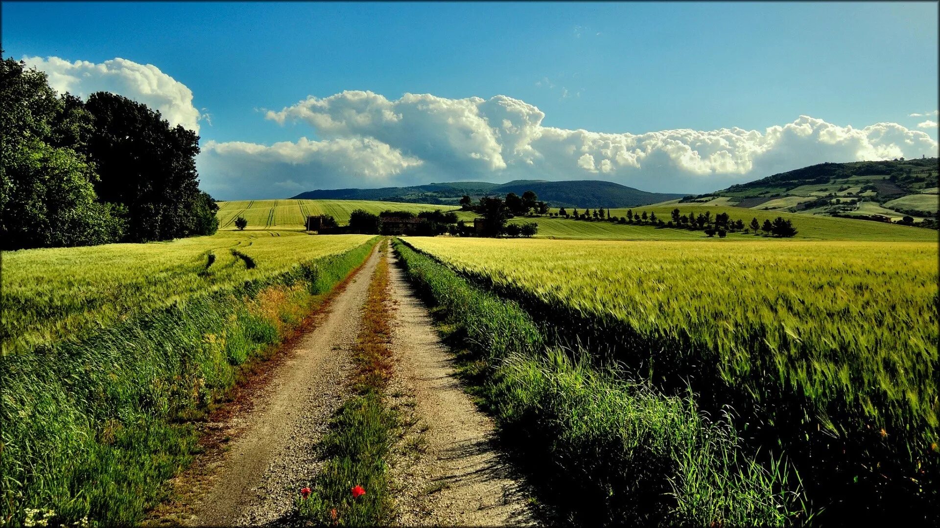 Natural farming. Италия Проселочная дорога. Красивое поле. Поле с дорогой. Пейзаж поле.