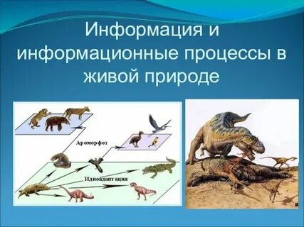Какие есть системы в природе