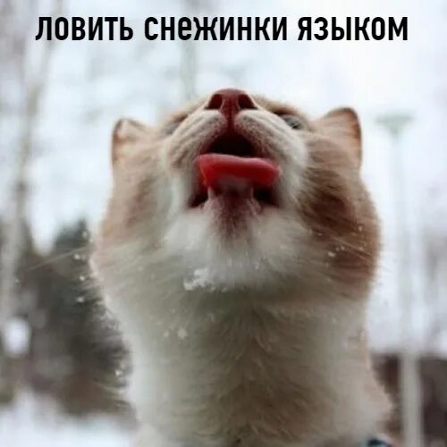 Ловит ртом. Ловит снежинки языком. ловить снежинки ртом. кот ловит снежинки языком. ловит снег языком.