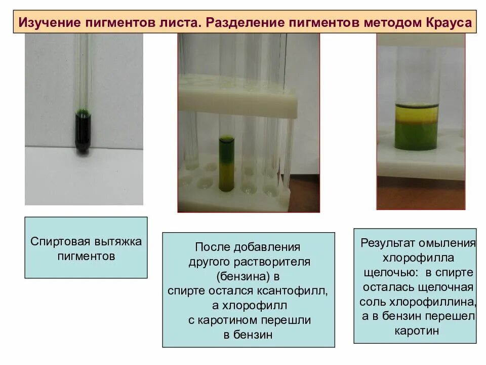 Разделение пигментов листа метод