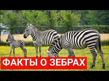 Дикие факты