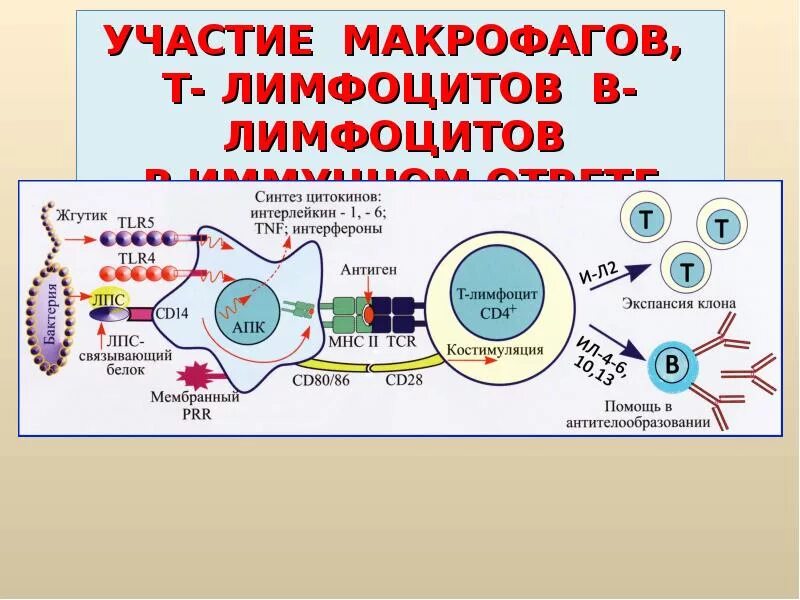 Схема противовирусного иммунного ответа. Взаимодействие клеток в иммунном ответе. Иммунологический синапс. Стадии формирования иммунного синапса.