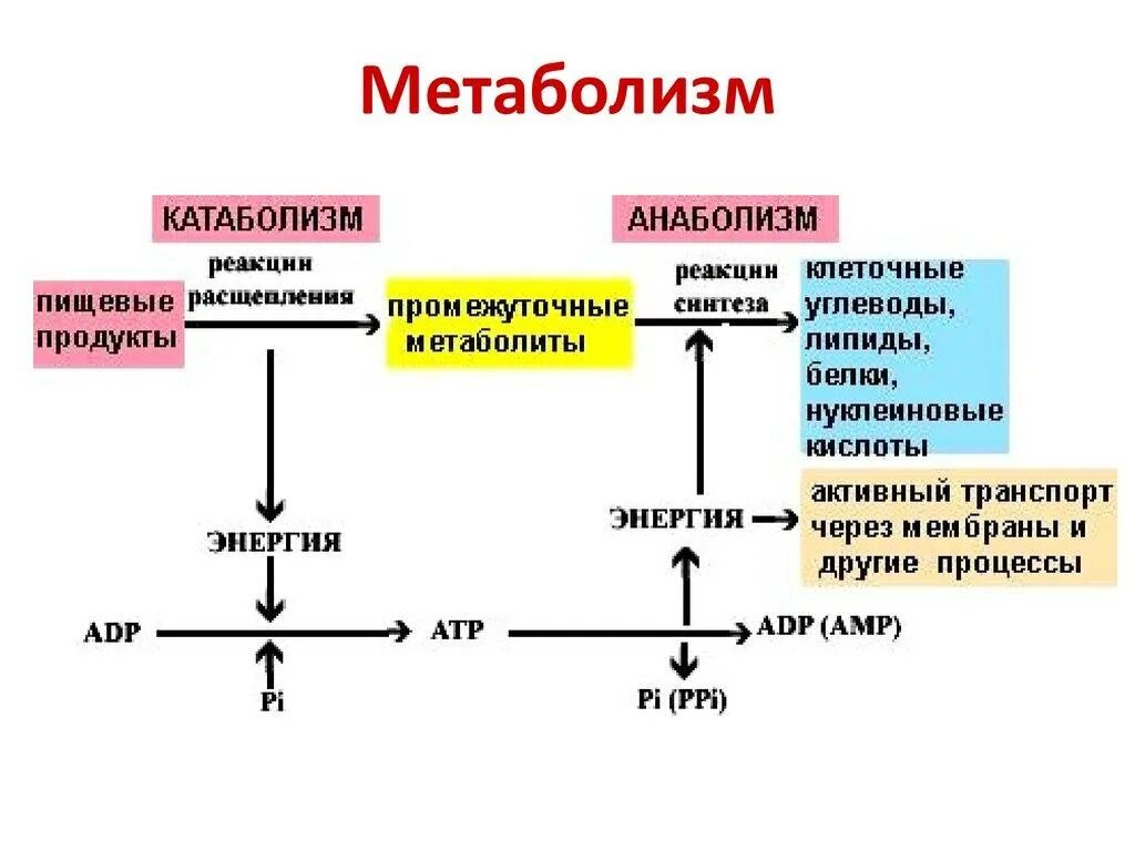 Фазы катаболизма этапы унификации субстратов окисления