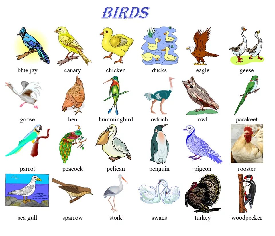 Птицы на английском языке. Птицы на английском для детей. Названия птиц на англ. Картинки на английском птица.