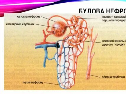 Выделительная система человека нефрон