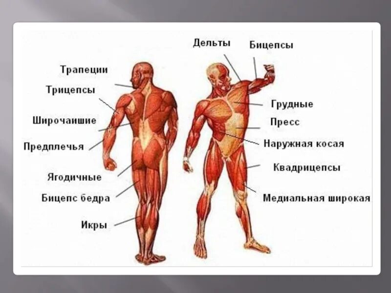 Сколько групп мышц. Сколько групп мышц