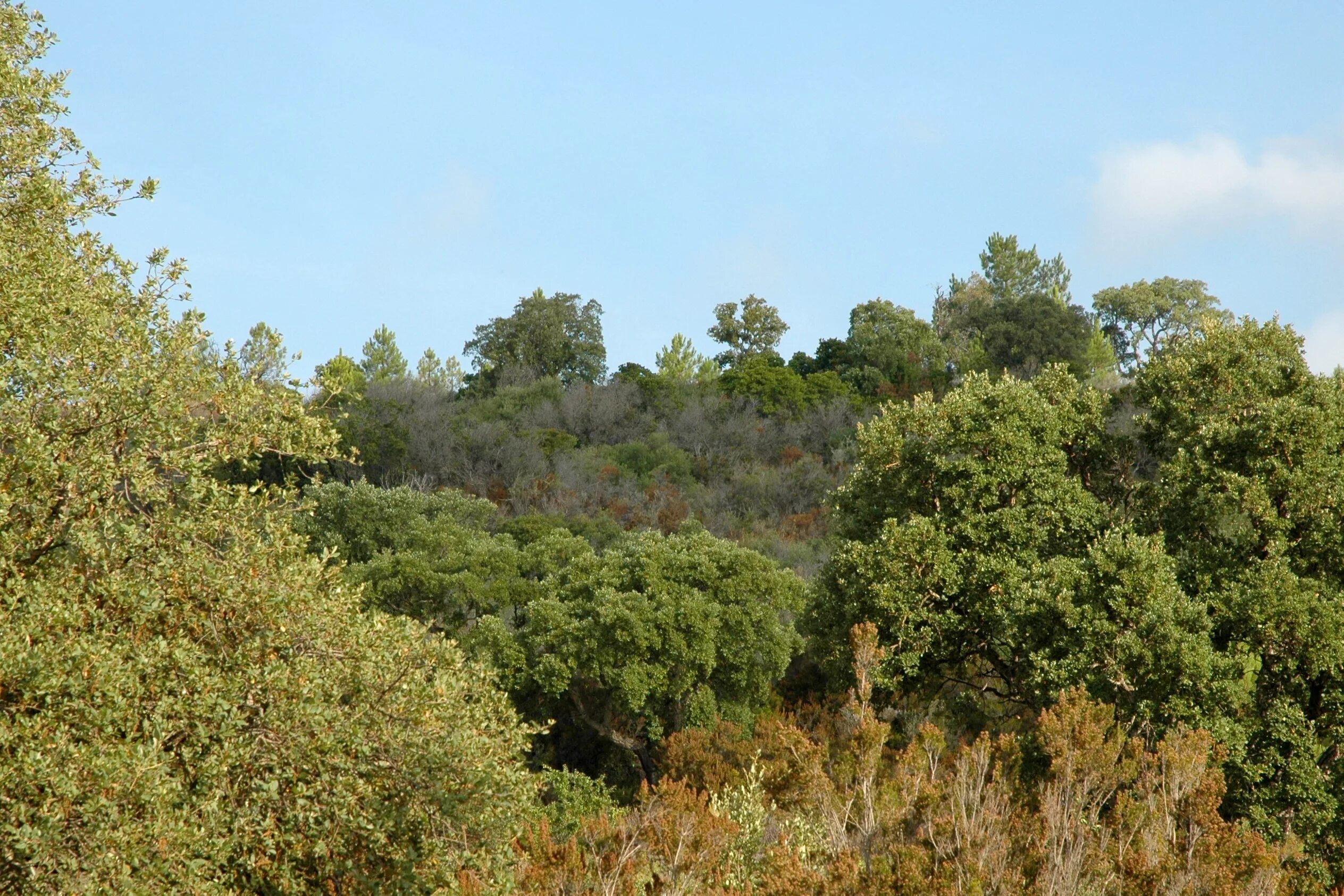 Маквис Африка. Жестколистные вечнозеленые леса Африки. Маквис Средиземноморья. Растения жестколистные вечнозелёные леса в Австралии.