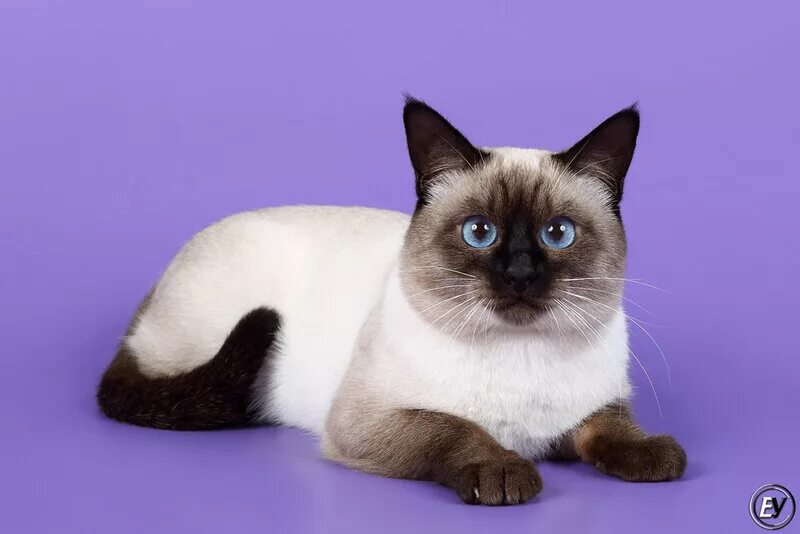 Породы сиамского окраса. Сиамская кошка сил-Пойнт. Сил Пойнт тайская. Тайский кот сил Пойнт. Сиамский кот окрас.
