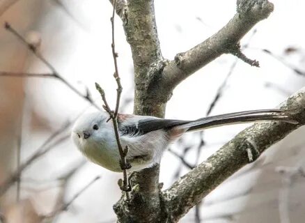 Птенцы длиннохвостой синицы фото