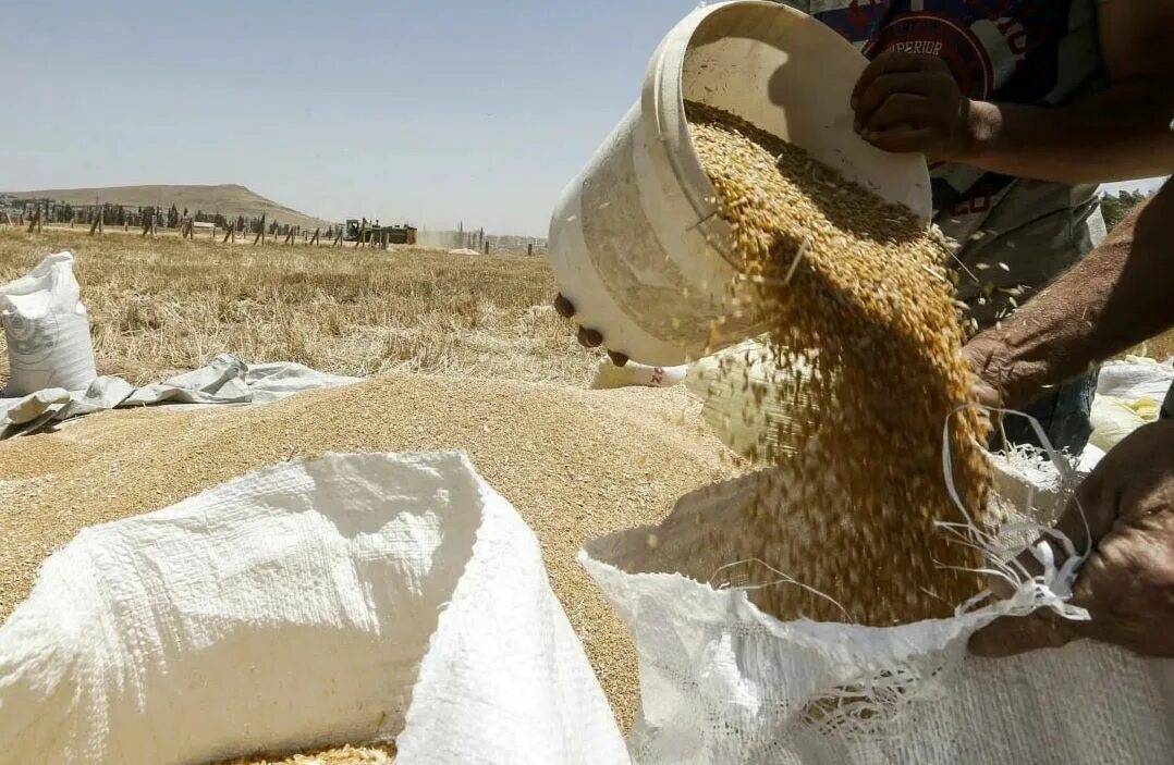 In northern india they harvest their wheat. Экспорт зерна. Пшеница Сирии. Сельское хозяйство Сирии. Индия экспорт зерна.