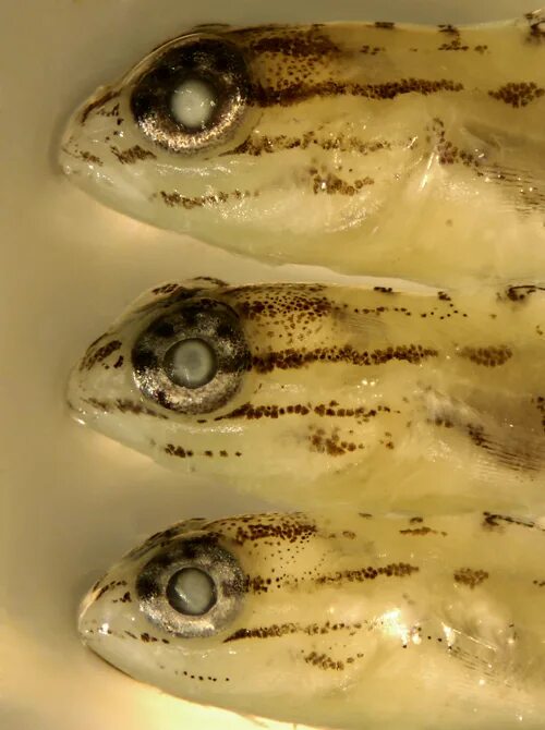 Личинка карася. Абистома рыба личинка. Бычок прозрачный пещерный, м /Coryphopterus glaucofraenum США.