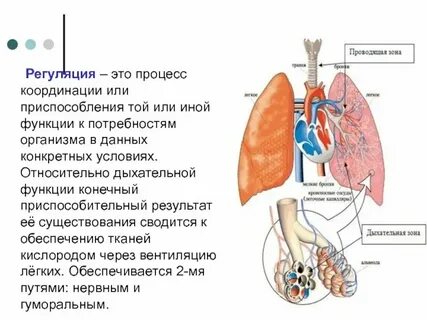Какие системы выполняют регуляторную функцию