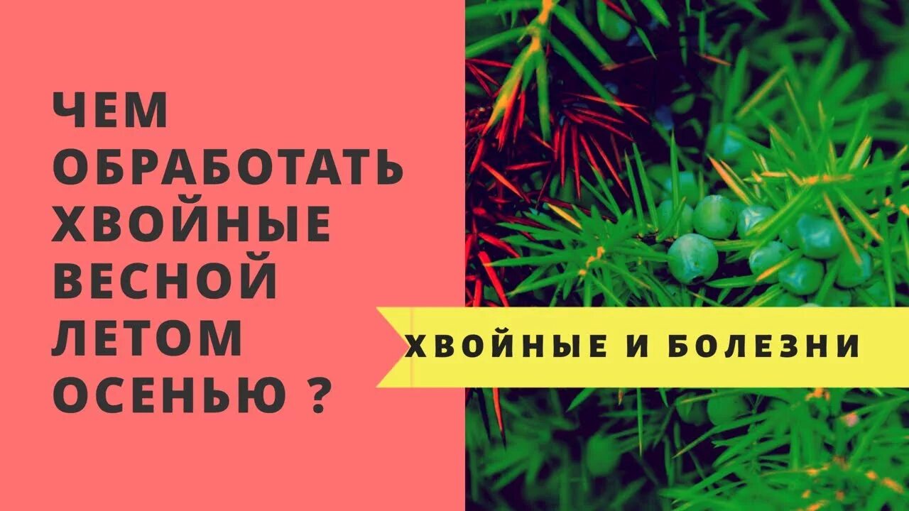 Весенняя обработка хвойных. Обработка хвойников весной. Обработка хвойных растений весной. Обработка хвойных весной от болезней. Чем обработать хвойники весной.